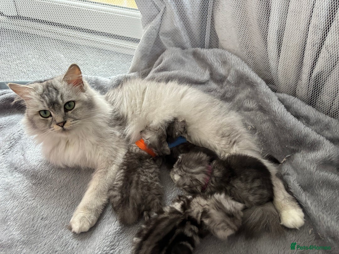 Persian cats for sale: Stunning Persian X maincoon kittens - Advert 1