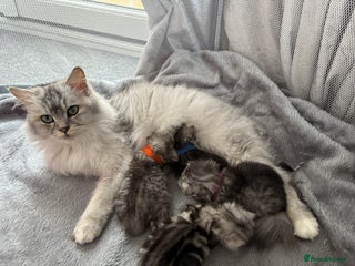 Persian cats Stunning Persian X maincoon kittens - Advert 2