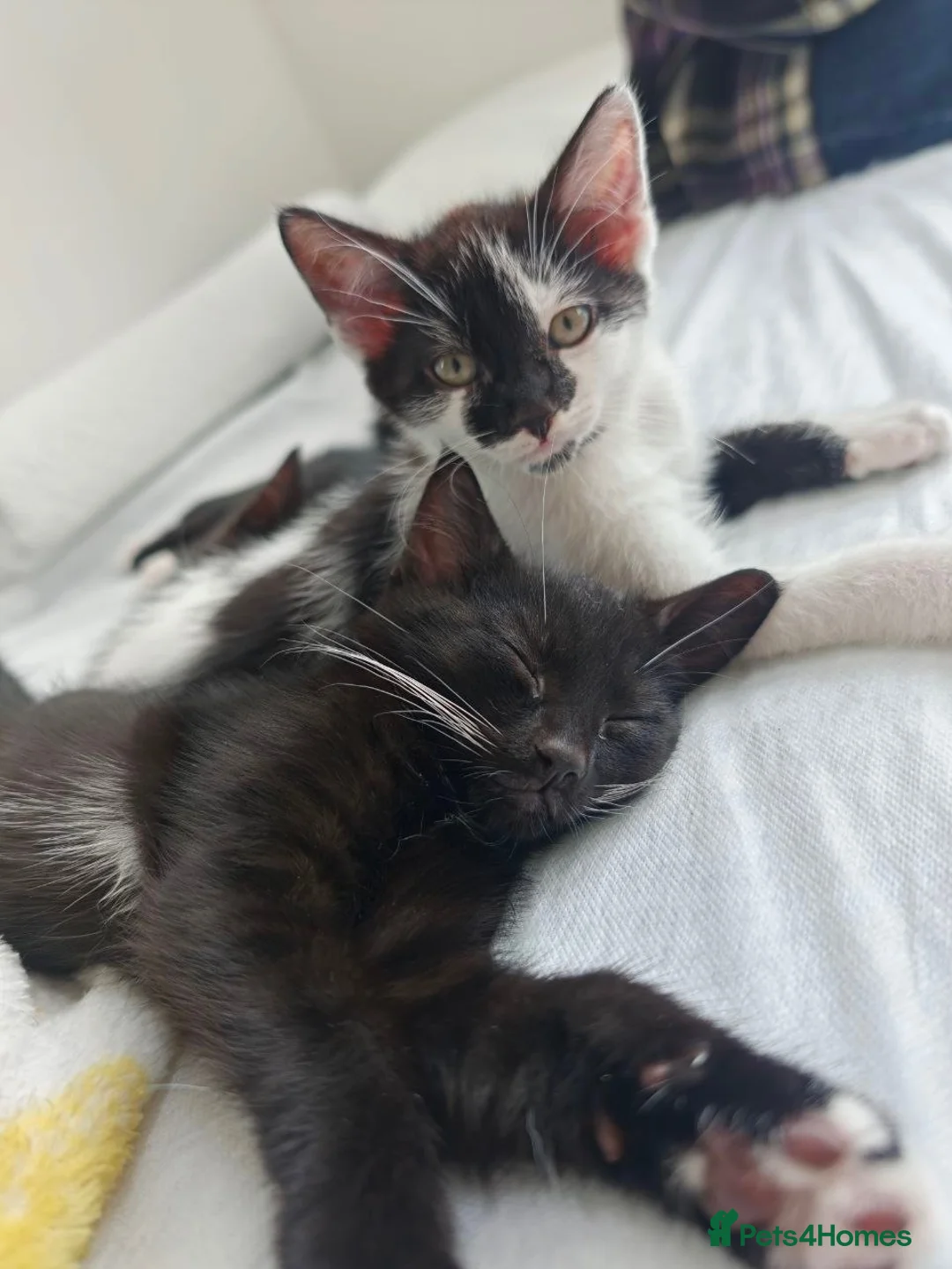 Mixed Breed cats for sale: Adorable moggy kittens ready now - Advert 2