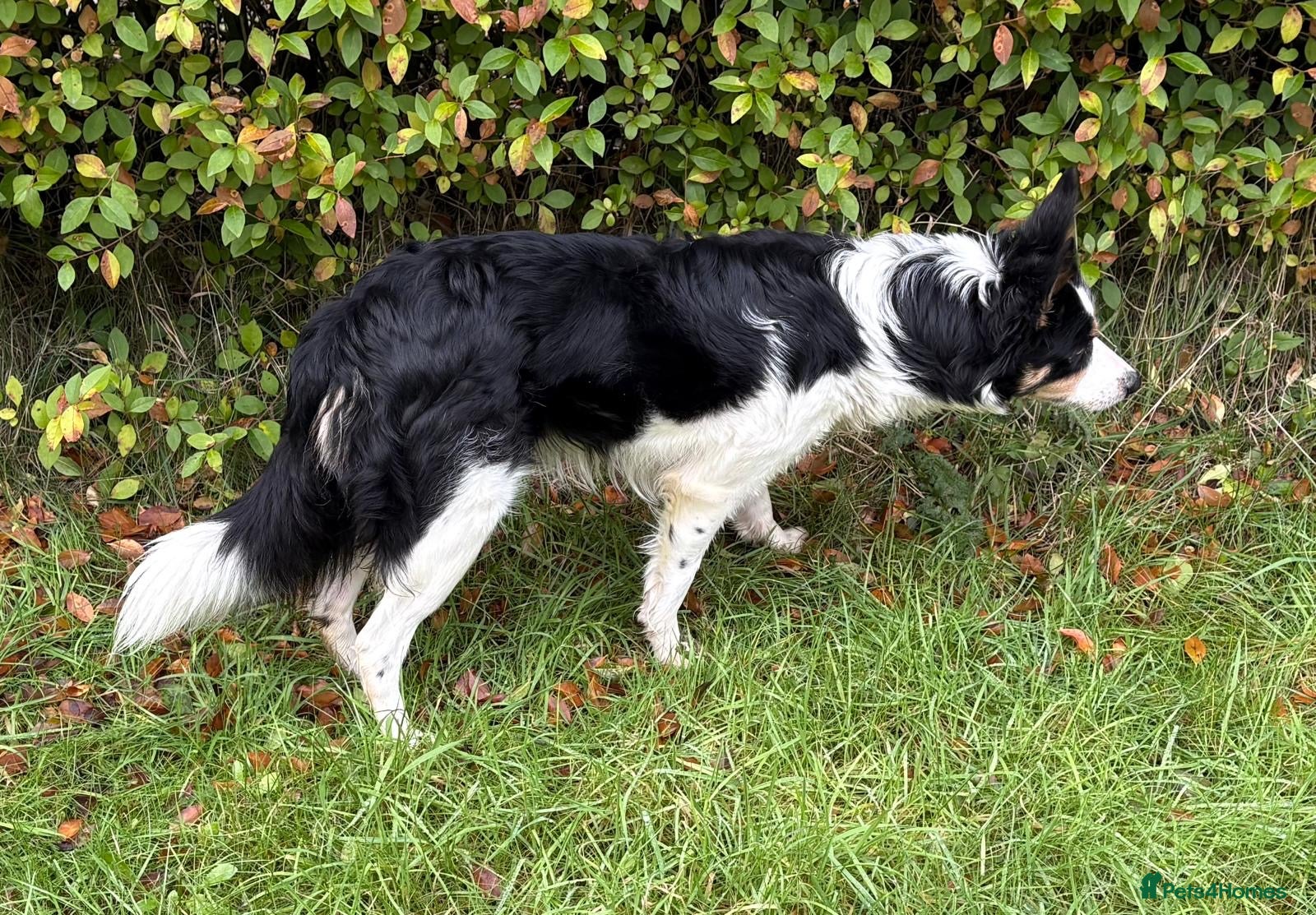 Border Collie dogs Border Collie (Registered) - Advert 4