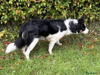 Border Collie dogs Border Collie (Registered) - Advert 5