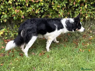 Border Collie dogs Border Collie (Registered) - Advert 6