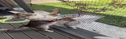 Maine Coon cats for stud: Mainecoon proven stud - Advert 2