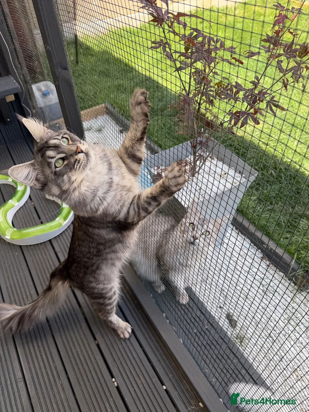 Maine Coon cats for stud: Mainecoon proven stud - Advert 2