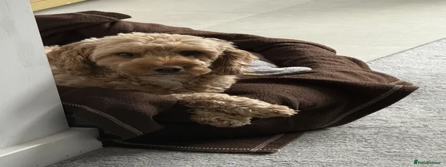 Frankie