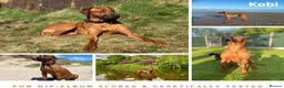 Rhodesian Ridgeback dogs for stud: Proven KC Reg Fully Health Tested RR for Stud in Bolton - Advert 6