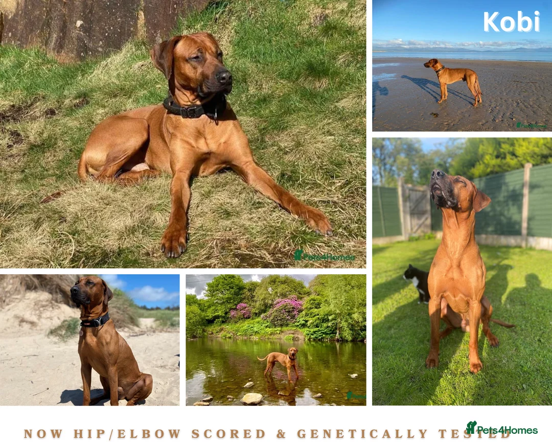 Rhodesian Ridgeback dogs for stud: Proven KC Reg Fully Health Tested RR for Stud in Bolton - Advert 6