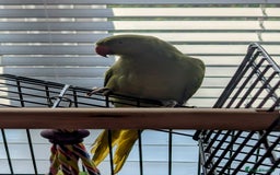 Parrots birds for sale: Ring neck parrot  - Image 5