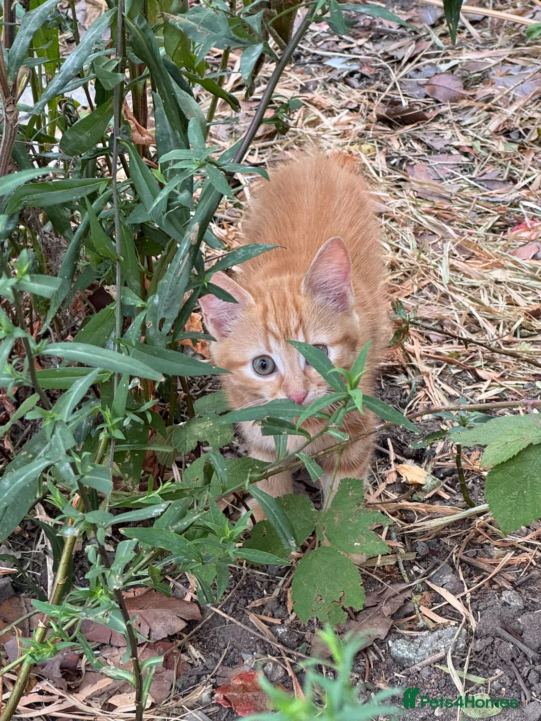 Mixed Breed cats for sale: Kitten in Shrewsbury - Advert 5