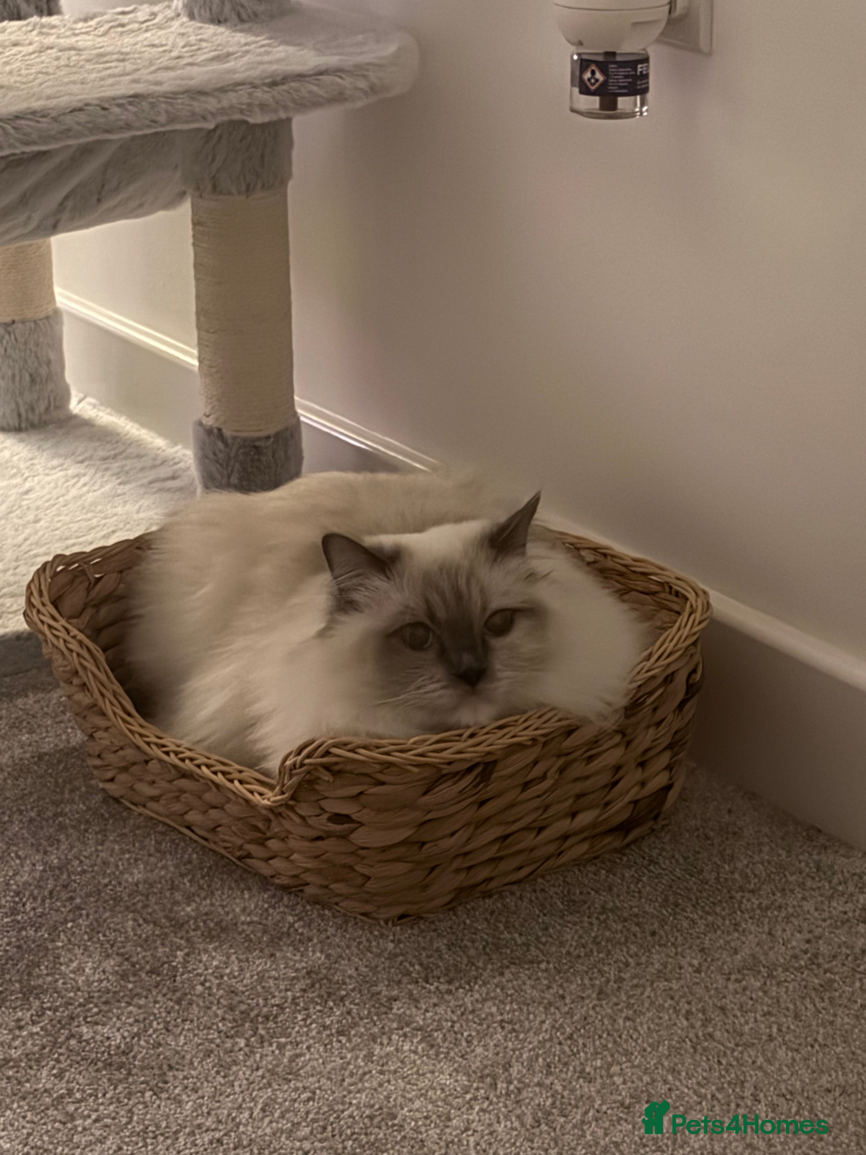 Ragdoll cats 2 year old Ragdoll for sale  - Advert 3