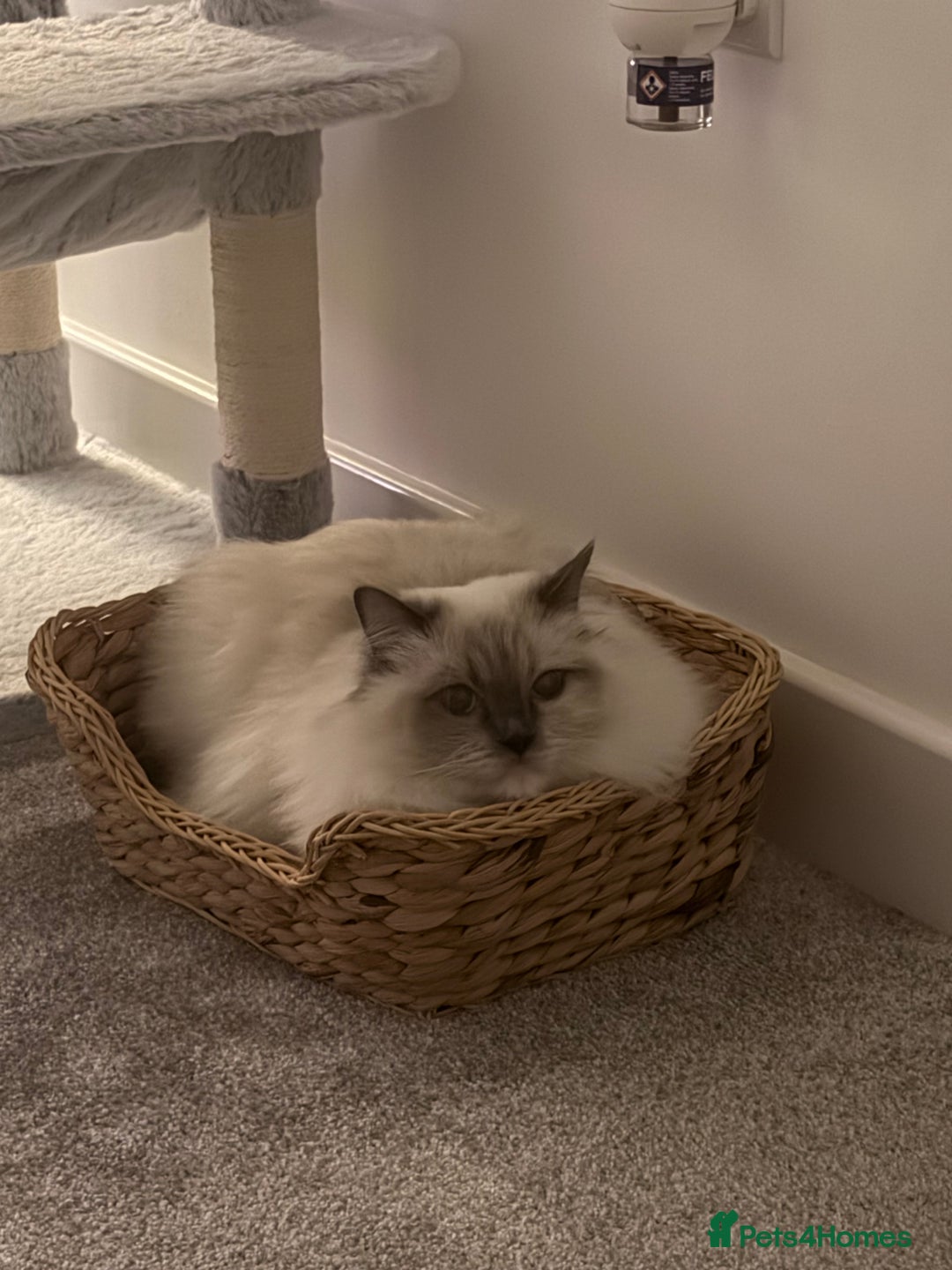 Ragdoll cats for sale: 2 year old Ragdoll for sale  - Advert 1