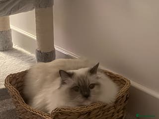 Ragdoll cats 2 year old Ragdoll for sale - Advert 2