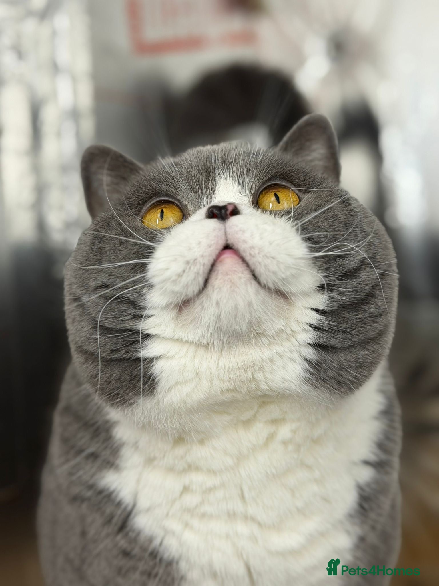 British Shorthair cats British Shorthair Blue Bicolour male stud duties - Advert 12