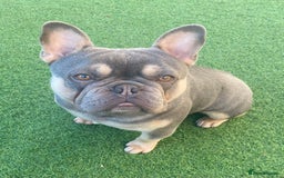 French Bulldog dogs for stud: LOKI “THE SON OF MISCHIEF” lilac Tan  in Coatbridge - Image 2