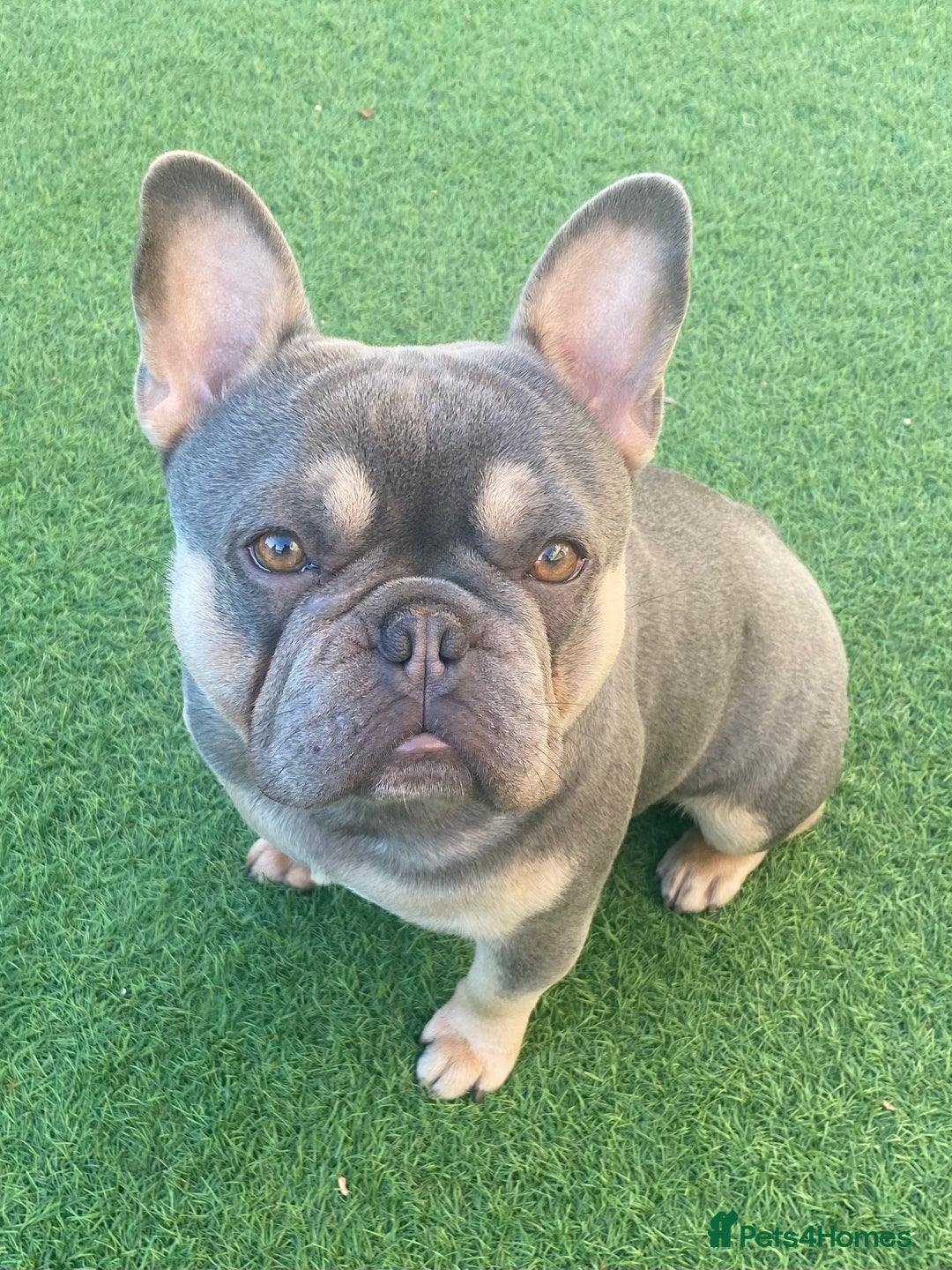 French Bulldog dogs for stud: LOKI “THE SON OF MISCHIEF” lilac Tan  in Coatbridge - Image 2