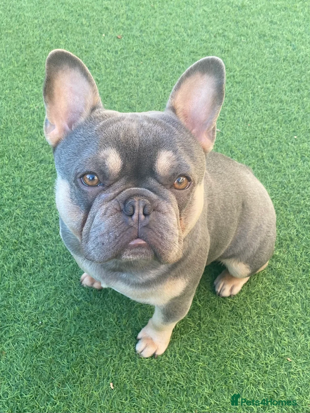 French Bulldog dogs for stud: LOKI “THE SON OF MISCHIEF” lilac Tan  in Coatbridge - Advert 2
