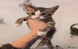 Domestic Shorthair cats for sale: Kittens for sale - Image 12