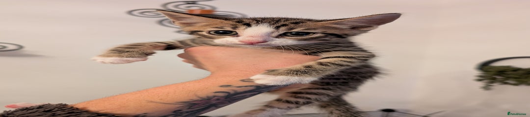 Domestic Shorthair Kitten 4