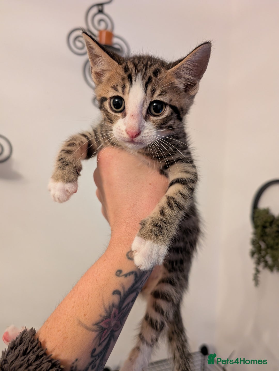Domestic Shorthair cats for sale: Kittens for sale - Image 12