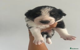 Border Collie dogs for sale: Border Collie pup- Merle, Black, Chocolate, Blonde - Image 23