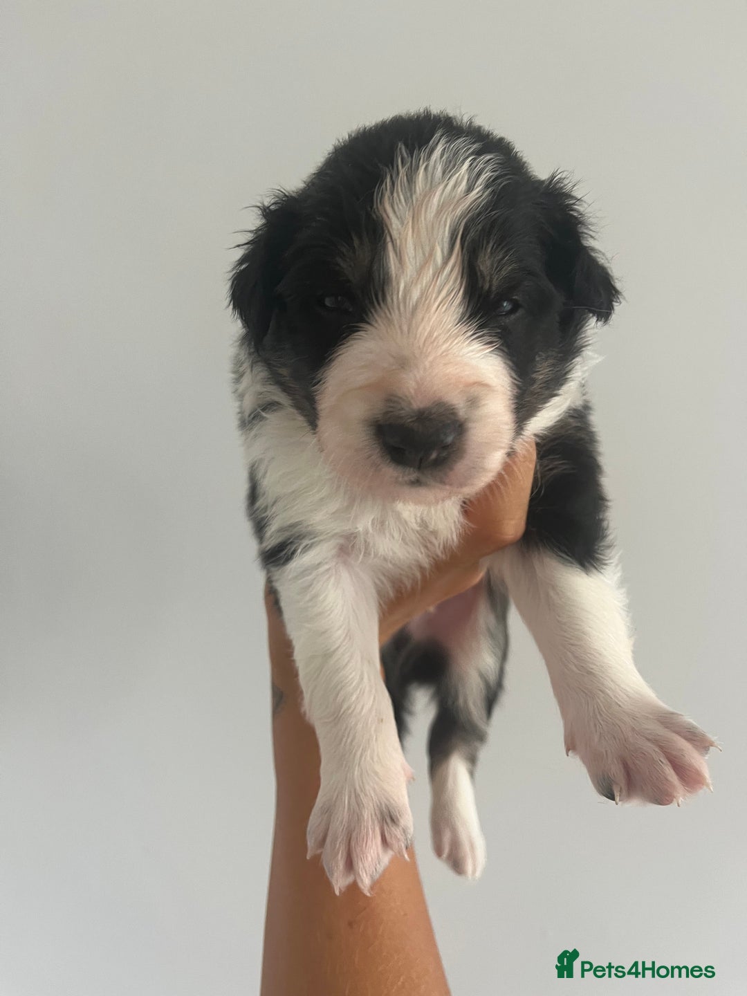 Border Collie dogs for sale: Border Collie pup- Merle, Black, Chocolate, Blonde - Image 23