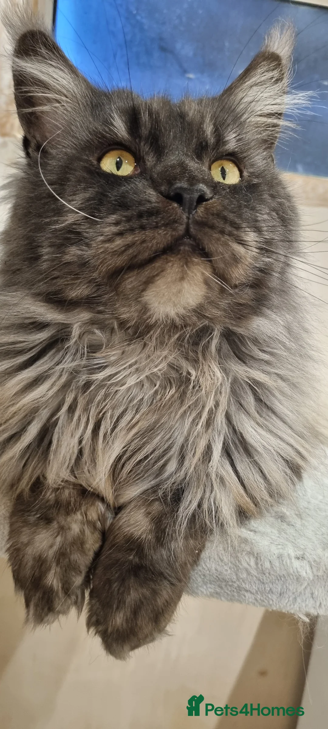 Maine Coon cats for stud: Proven Champion bloodlines stud in Doncaster - Advert 8