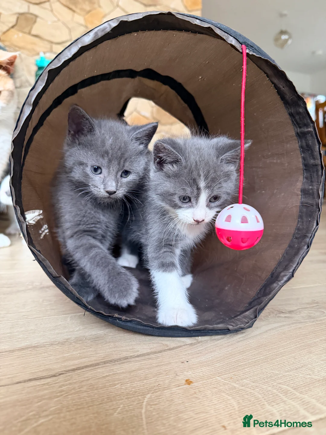 Mixed Breed cats for sale: 4 kittens for sale- all boys - Advert 7