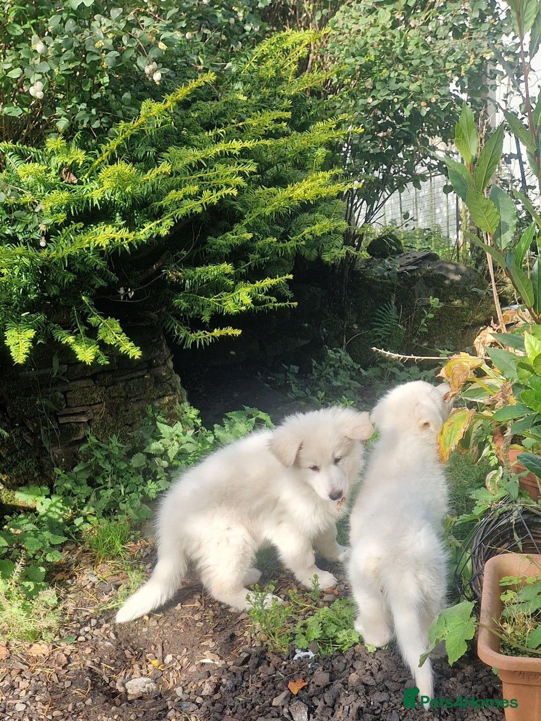 German Shepherd dogs for sale: Gorgeous long coated German Shepherd puppies - Image 16