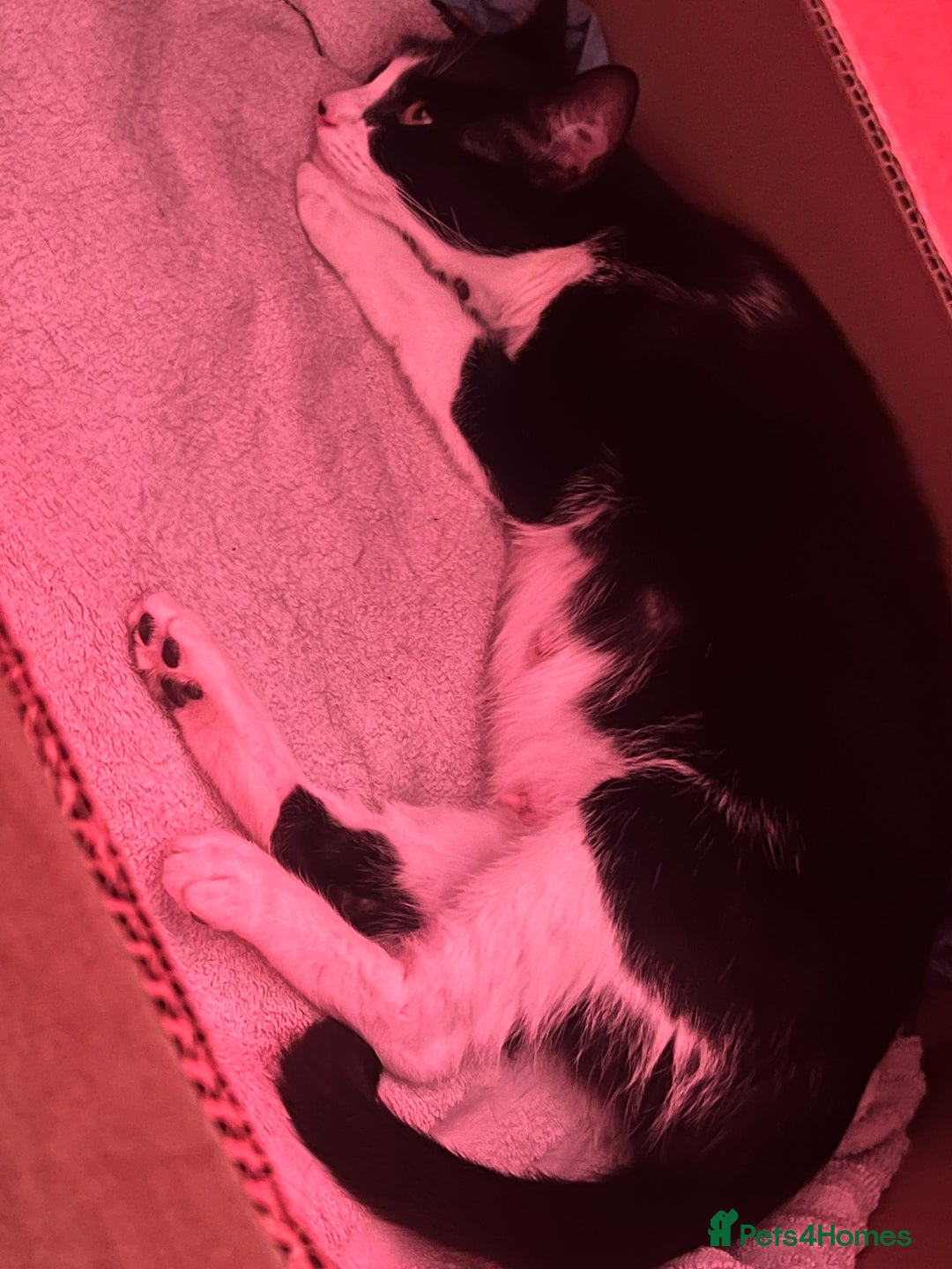 Mixed Breed cats for sale: Kittens - Image 13
