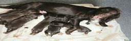 Cocker Spaniel dogs for sale: 4 beautiful cocker spaniel puppies for sale - Advert 7