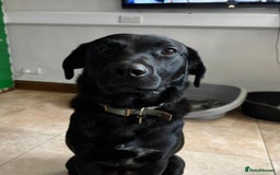 Labrador Retriever dogs for sale: Loveable Labrador Cross  - Image 5