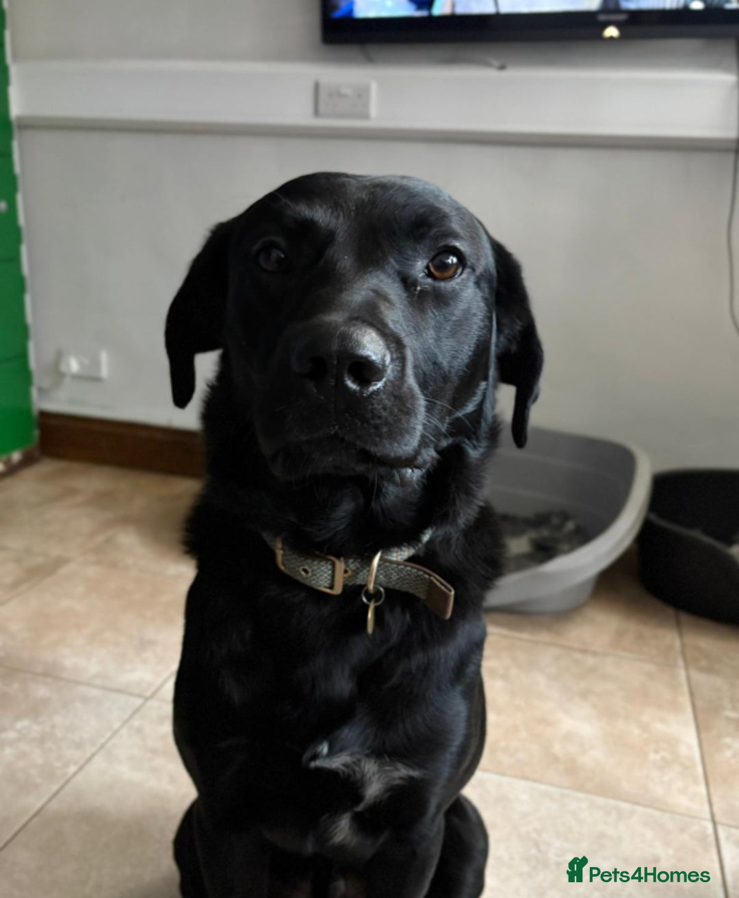 Labrador Retriever dogs for sale: Loveable Labrador Cross  - Image 5