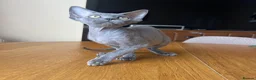 Devon Rex cats for sale: Solid blue pedigree kittens available  - Advert 14