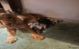 Cocker Spaniel dogs for sale: Kc registered cocker spaniels poops for sale - Image 12