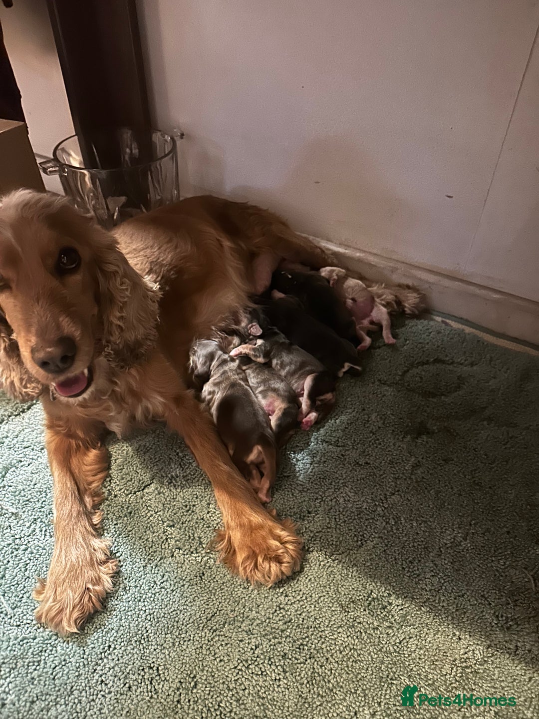 Cocker Spaniel dogs for sale: Kc registered cocker spaniels poops for sale - Image 12