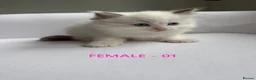 Ragdoll cats for sale: GCCF RAGDOLLS AVAILABLE in Bridgwater - Advert 3