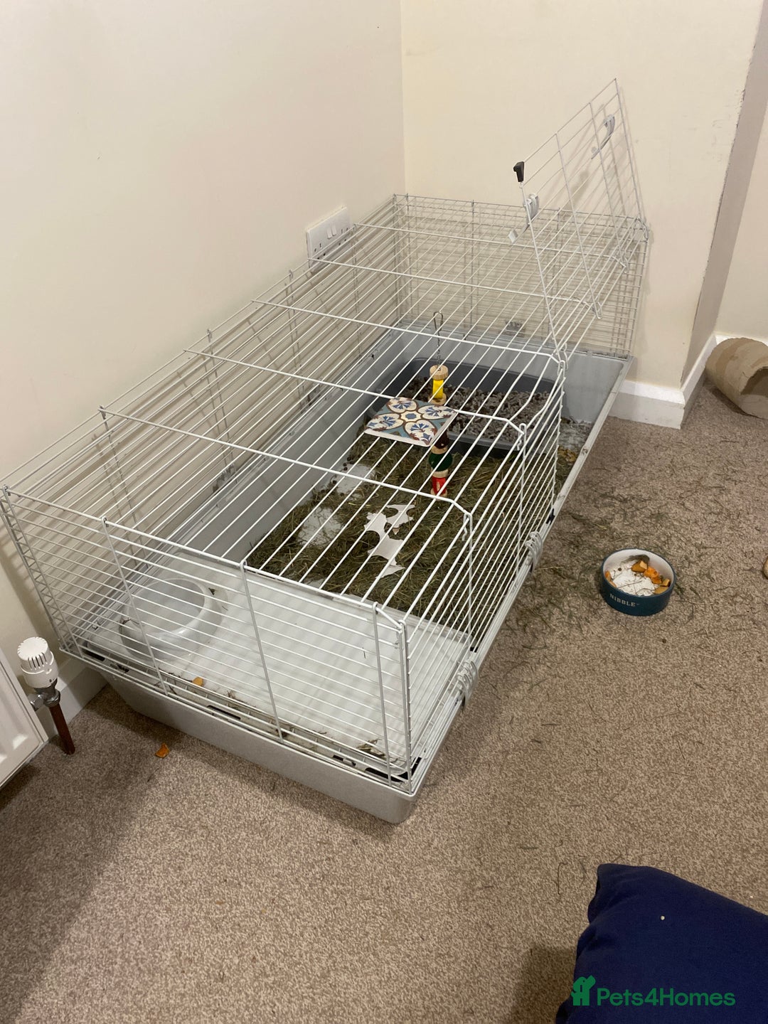 Dwarf Lop rabbits for sale: Two male dwarf lops for sale - Advert 4