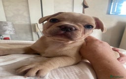French Bulldog dogs for sale: 4 Beautiful Babies  - Image 34