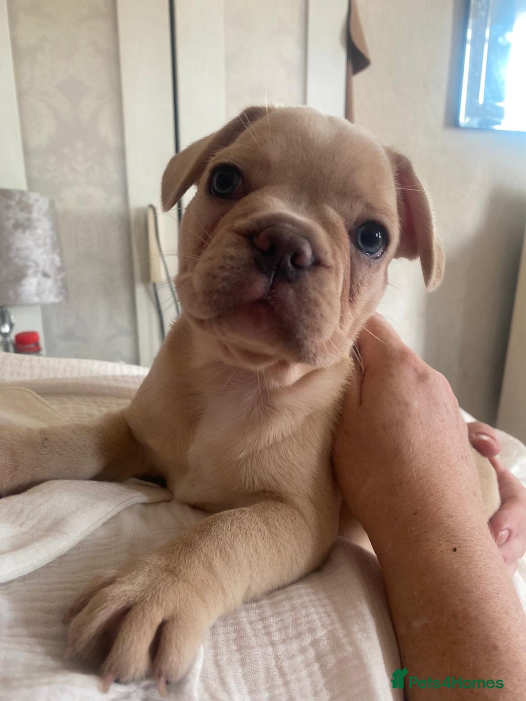 French Bulldog dogs for sale: 4 Beautiful Babies  - Image 34