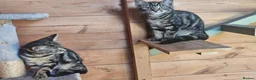 Bengal cats for sale: Half Bengal cross  Kittens - Advert 5