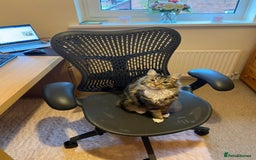 Maine Coon cats for sale: Ragdoll cross Maine Coon kitten - Image 11