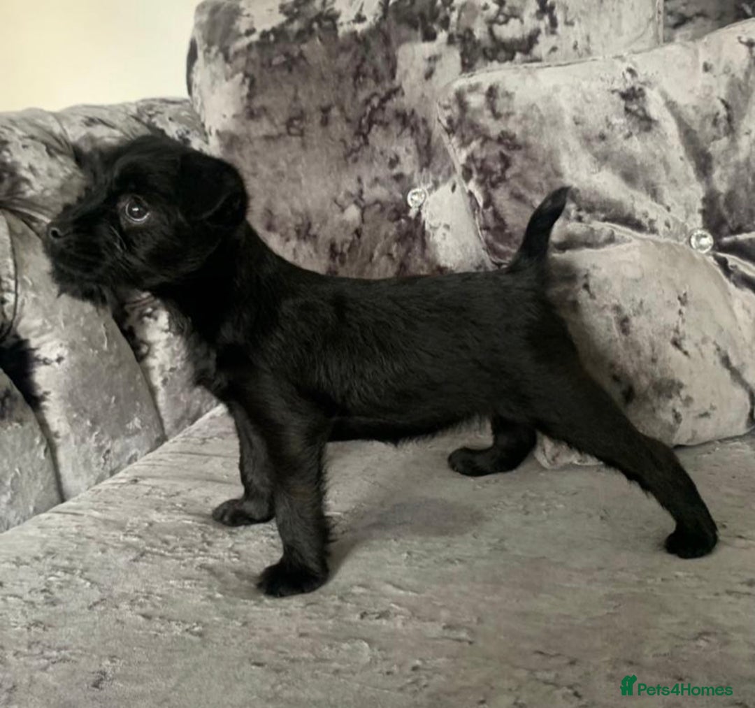 Patterdale Terrier dogs for sale: patterdale terrier puppies  - Image 1