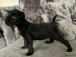 Patterdale Terrier dogs - Advert 3