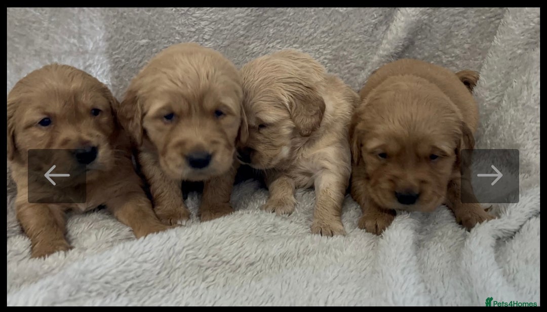 Golden Retriever dogs for sale: KC DNA tested gorgeous golden retriever puppies  - Advert 2