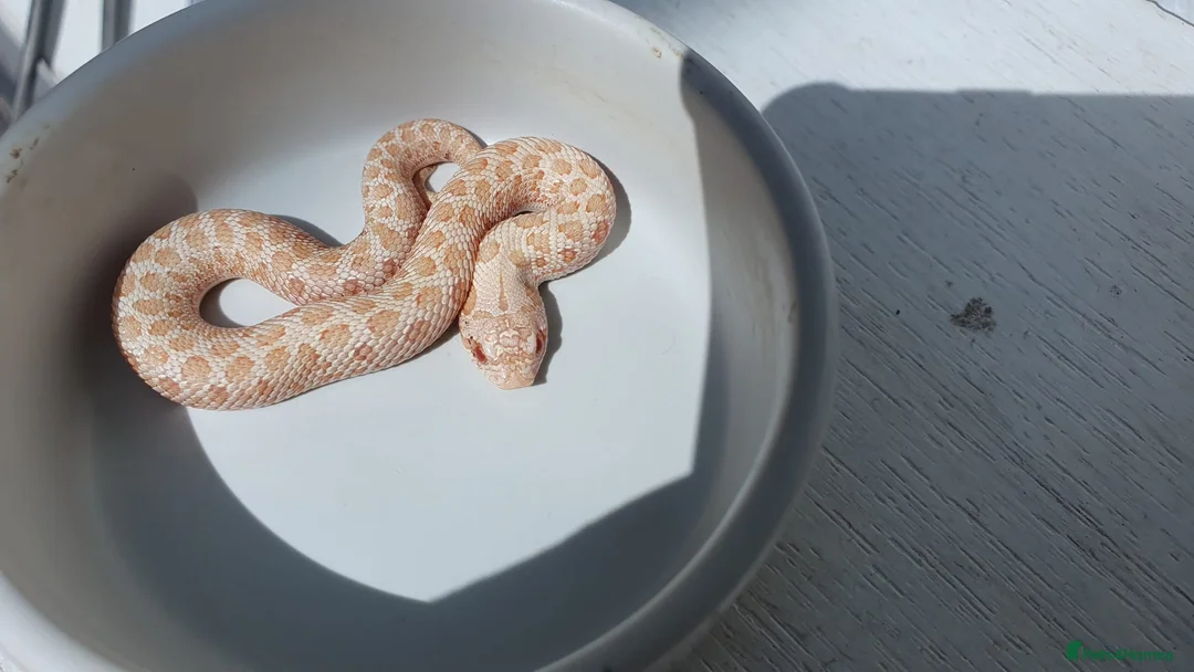 Snake reptiles for sale: Baby Western hognoses CB 25 & 26 ready to go  - Advert 2