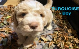 Lagotto Romagnolo dogs for sale: Stunning Litter of Pedigree Lagotto Romagnolo Pups - Image 5