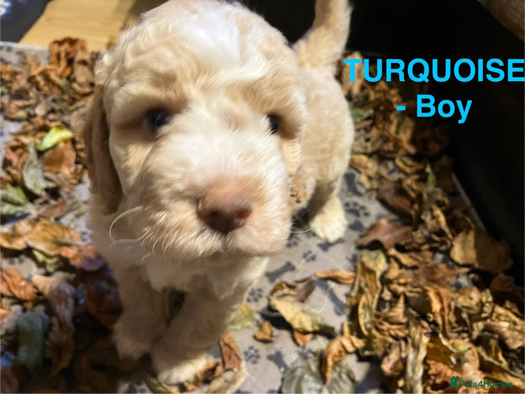 Lagotto Romagnolo dogs for sale: Stunning Litter of Pedigree Lagotto Romagnolo Pups - Image 5