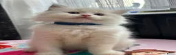 Ragdoll cats for sale: Ragdool x kittens in Scunthorpe - Advert 13