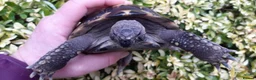 Hermann Tortoise reptiles for sale: Hermann Male tortoise  - Advert 4