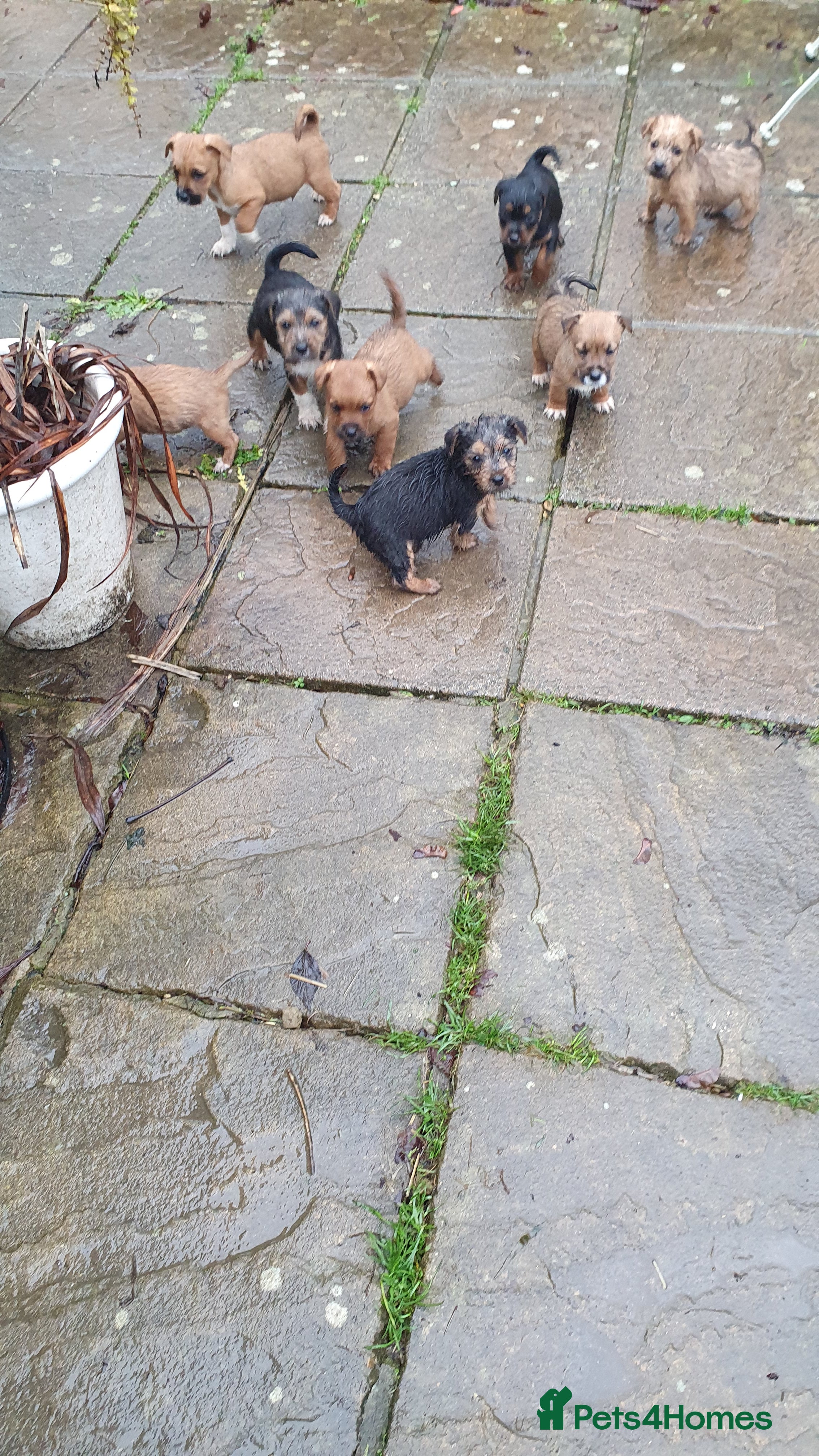 Mixed Breed dogs Gorgeous  terrier  puppies! - Advert 7